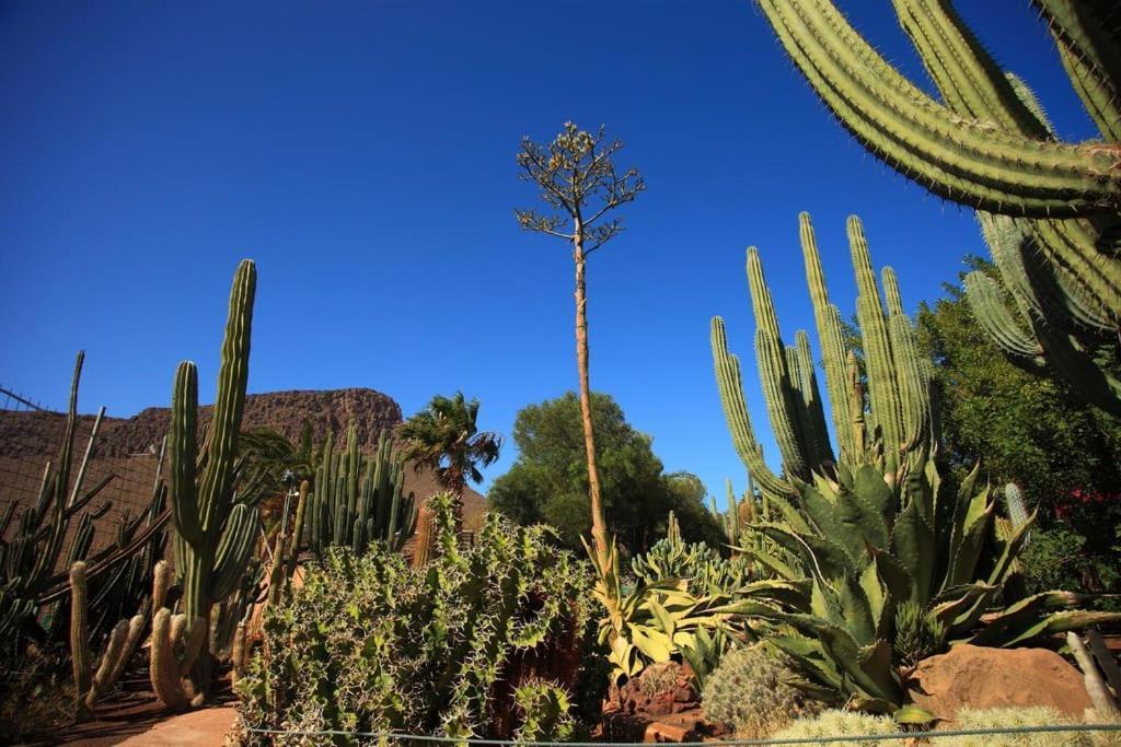 Lejlighed Oasis Maspalomas Garden 11